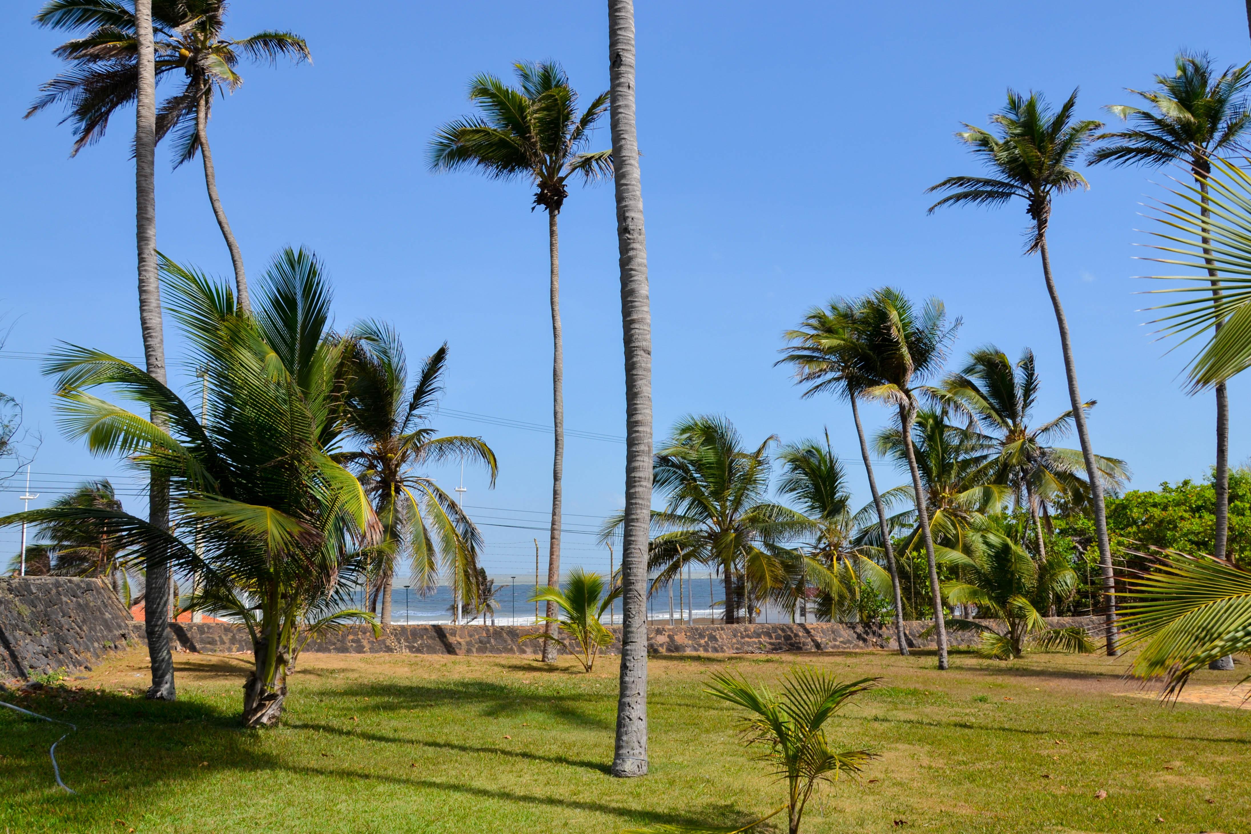 Blue Tree Towers Sao Luis酒店 外观 照片 Palm trees in the park